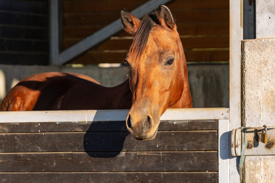 Portrait of a brown horse in a stall