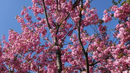 Flowering sakura pink tree