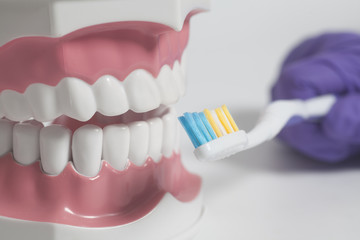 Fototapeta na wymiar Teeth human model with color toothbrush in hand.Dental care concept