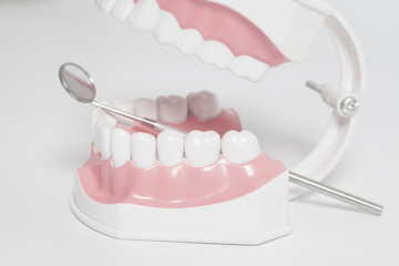 Fototapeta na wymiar White human teeth model and dental mirror instrument. Dental care concept.