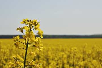 Obraz premium Rape field in farmland under blue sky with clouds, in South Moravia, in the Czech Republic