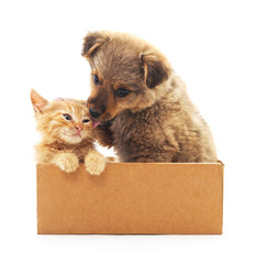 Kitten and puppy in a box.