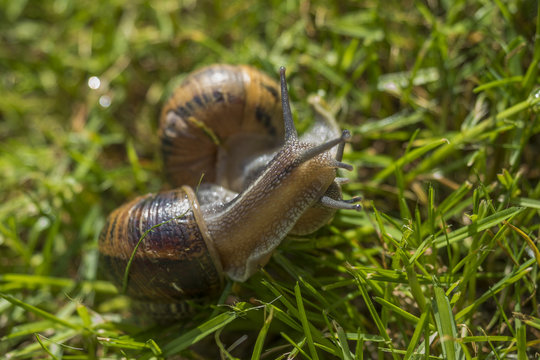 snails on the grass