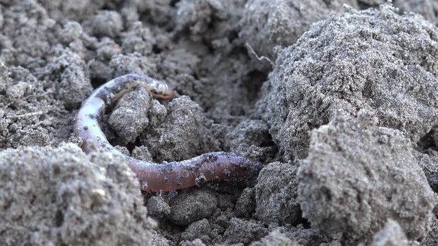 Earthworm crawls over the ground in the nature