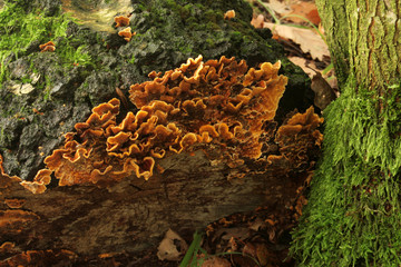 champignon polypore souffré