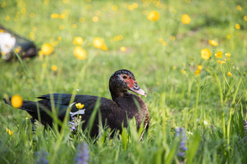 Bunte Enten im Gras, Bauernhof