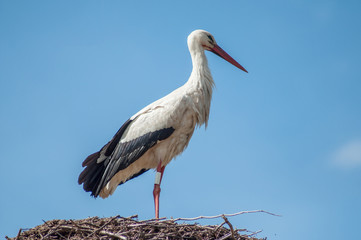 portrait of stork standing in nest on the roof