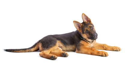 Puppy german shepherd lying with the head fished