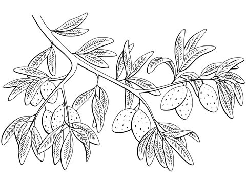 Almond nut graphic black white isolated branch sketch illustration vector