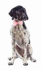 Black and white hunting dog with pink bow tie