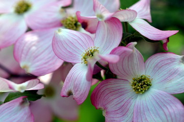 Rosa Blüten an einem Busch
