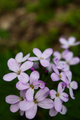 Pale pink flowers in the spring forest. Dame’s rocket.