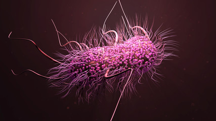 bacteria E.coli