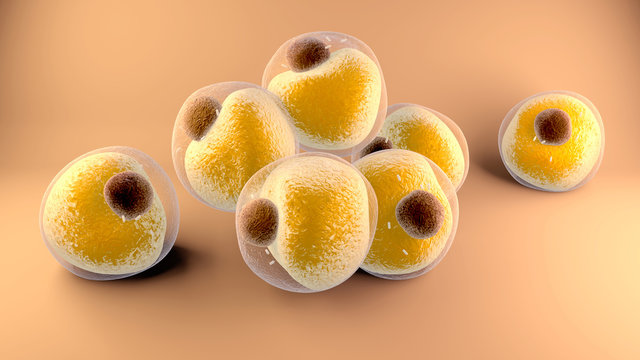Adipocytes fats cells