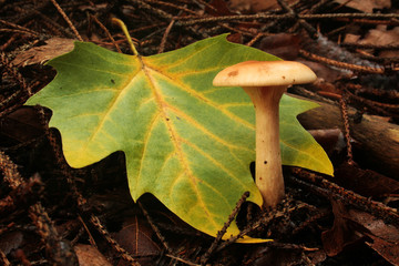 champignon russule de fiel