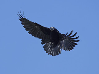 Rook (Corvus frugilegus)