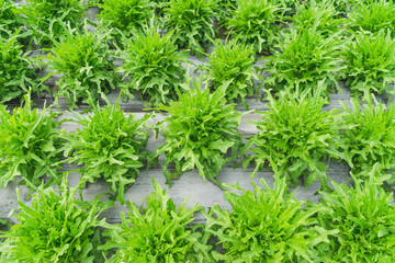 close up green lettuce plantation on field agricuture.