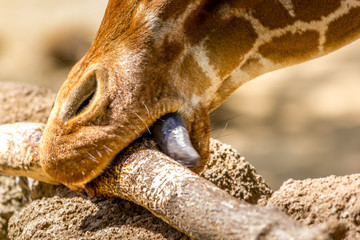 Giraffe mouth