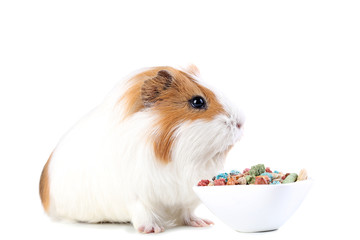 Guinea pig with food in bowl isolated on white background
