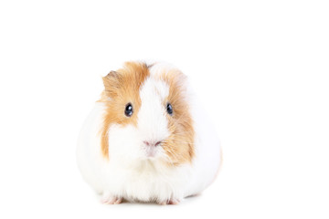 Guinea pig isolated on white background