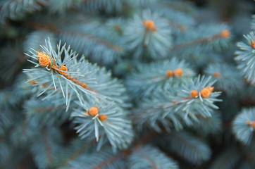 Naklejka na ściany i meble Blue Spruce, Picea pungens