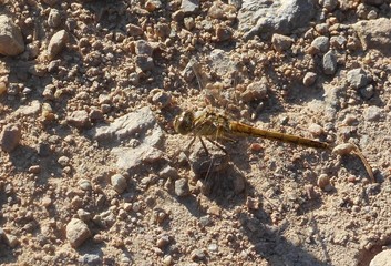 Libelle
