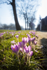 Early flowering crocuses lit by a watery sun, on the edge of a park along the sidewalk with the silhouettes of the bare trees out of focus in the background.