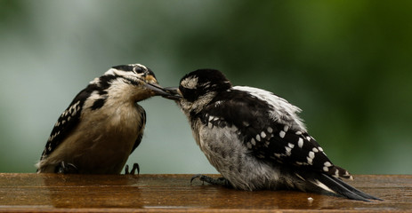 Downy Woodpecker Mother feeds her young