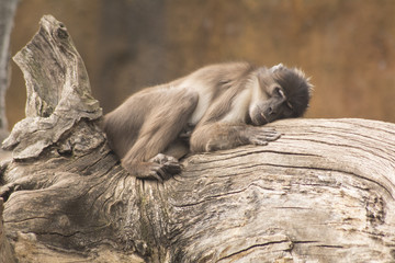 monkey sleeping