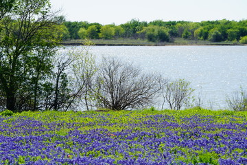View along Texas Bluebonnets trail during spring time around the Texas Hill Country