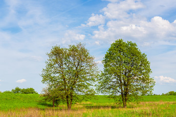 Two green tress on meadow near Vistula river during springtime, Poland