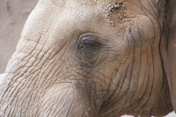 Fototapeta premium portrait of elephant