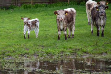 family of longhorn cows staring at the photographer with young calf