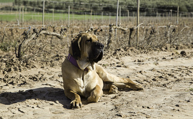 Dog fila brasileiro