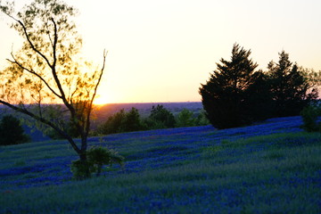 View along Texas Bluebonnets trail during spring time around the Texas Hill Country