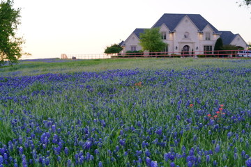Large countryside home during spring time with Bluebonnet wildflowers blooming near the Texas Hill Country
