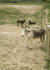 Naklejka na ściany i meble Donkeys on farm