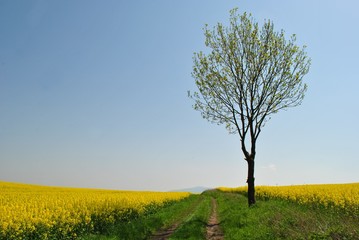 Fototapeta na wymiar Wiosenny pejzaż wiejski