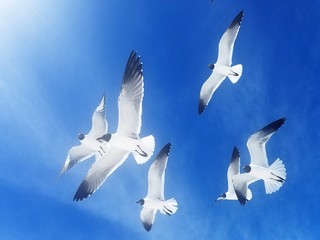 Seagulls In Flight