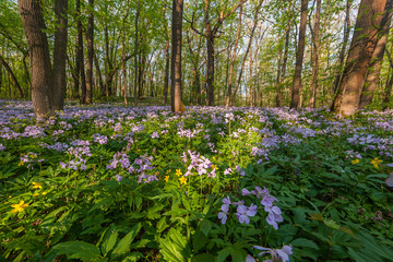 Wild flowers in wood
