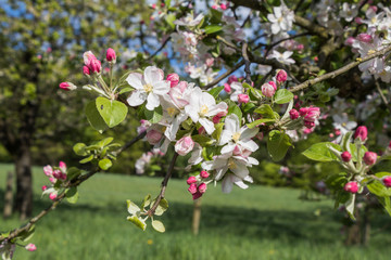 Nahaufnahem einer Dolde eines blühenden Apfelbaumes im Frühling