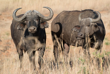 Cape buffalo, one of the most dangerous African animals. 