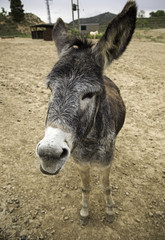 Donkeys on farm