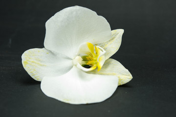 Fototapeta na wymiar orchid, white orchid flower on a black background. Macro photography, phalaenopsis