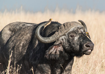 Cape buffalo, one of the most dangerous African animals. 