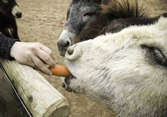 Donkey  carrots farms