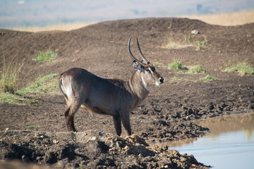 Water Buck