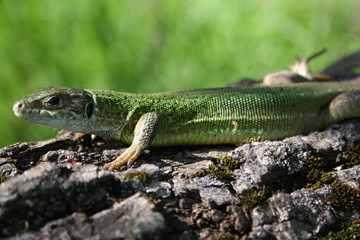 Lizard warms himself in the sun