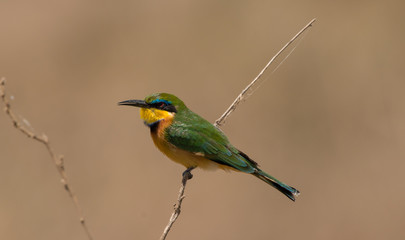 Little Bee-Eater Kenya