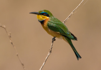Little Bee-eater Kenya